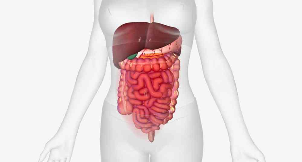 bowel system