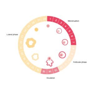 ovulation day calculator