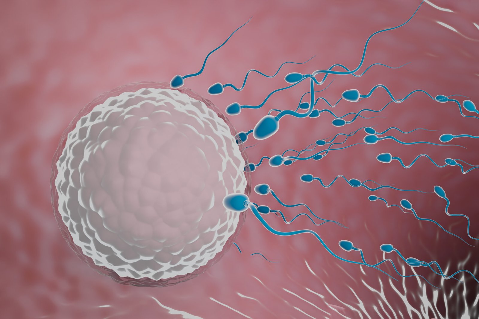  High AMH and fertility, AMH level and PCOS, Ovarian reserve